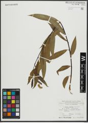 Foto von Salix alba L. x Salix fragilis L.